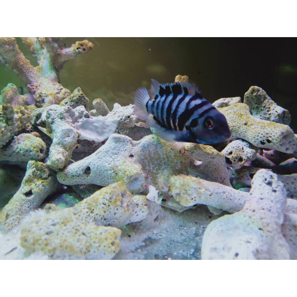 Cichlid Convict