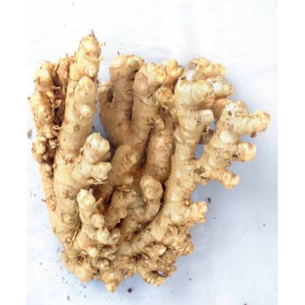 

Lempuyang obat herbal Fressh