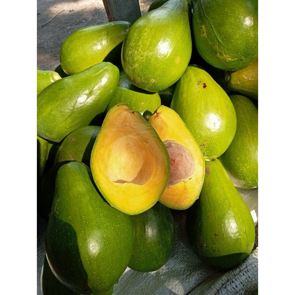 

Alpukat Mentega Premium