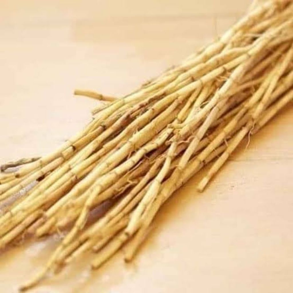 

Akar Alang Alang Segar Super Fress 500Gram Dari Hutan Ciremai