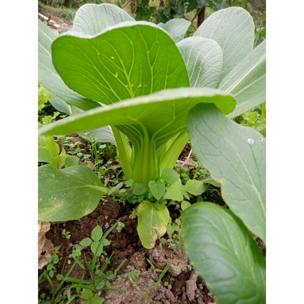 

Ronanaplant 50 biji benih Sawi Pakcoy