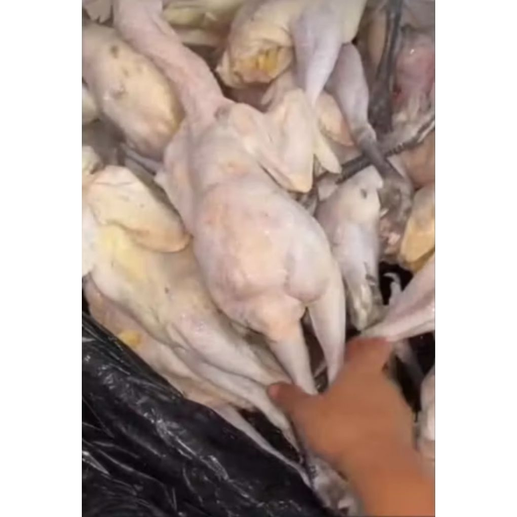 

Ayam kampung 1kg komplit fresh dan segar