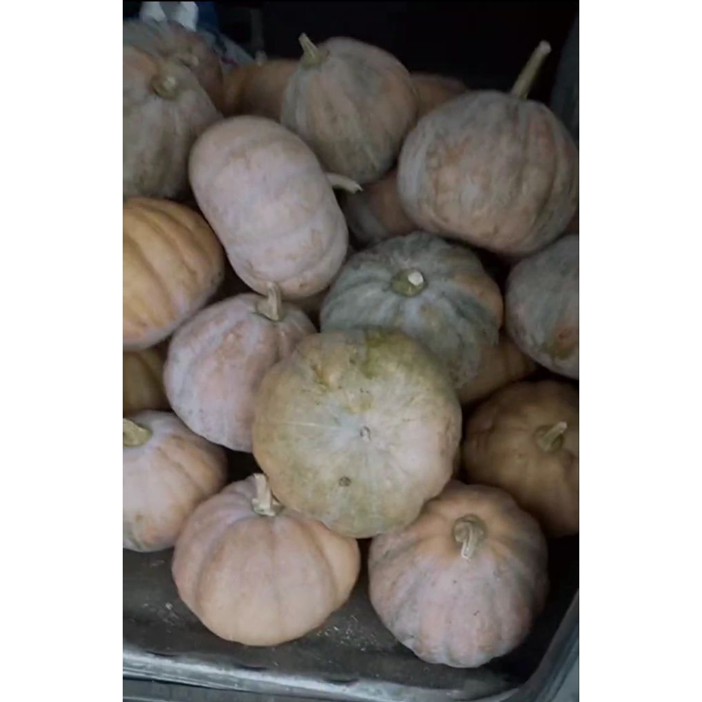 

WALUH KUNING ASLI BLITAR BESAR SEDANG