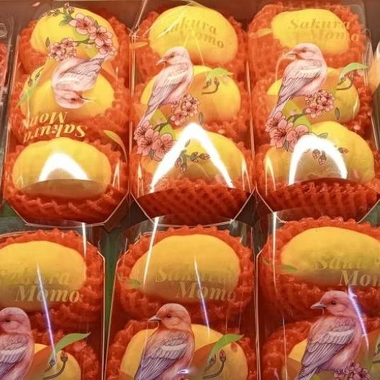 

peach yellow sakura asli jepang /pcs