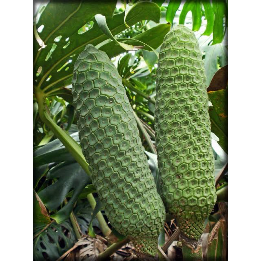 

Buah Monstera Deliciosa manis dan enak (LANGKA)