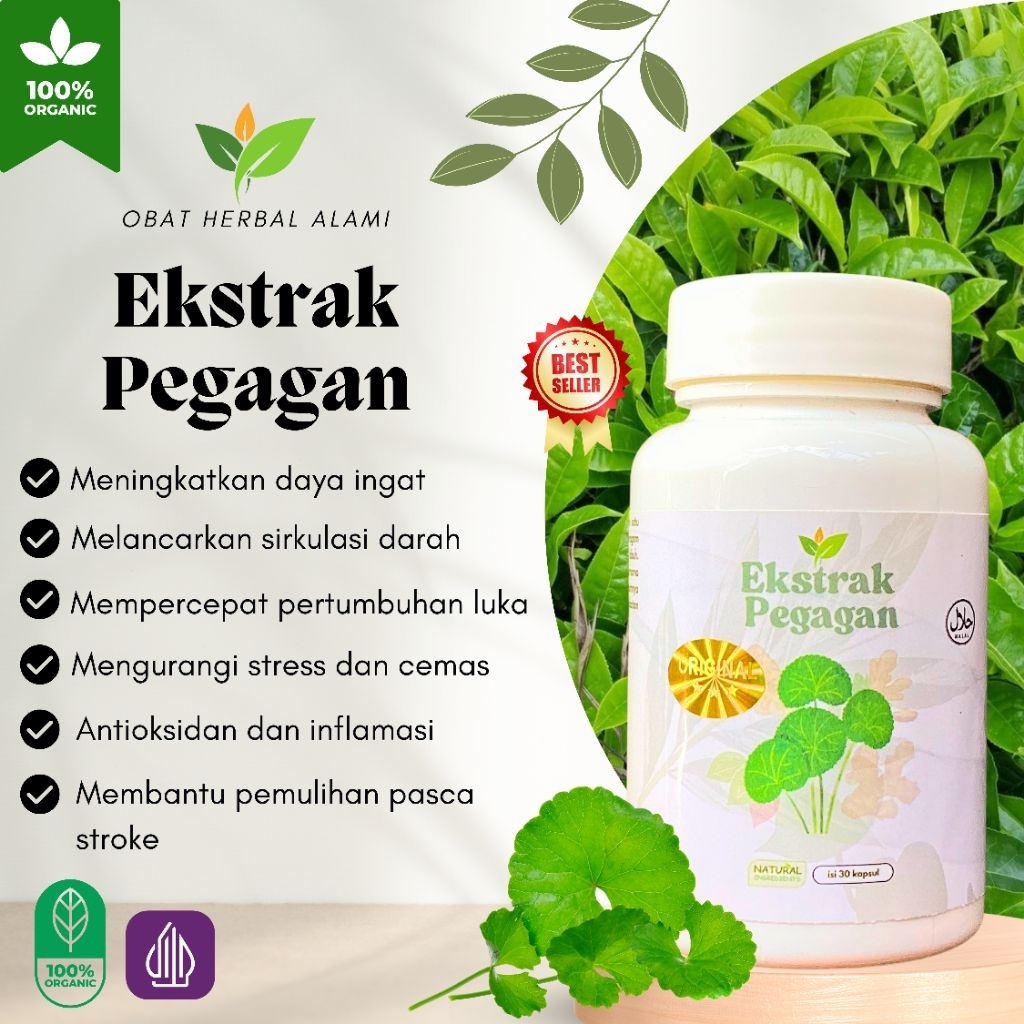 

Obat Herbal Melancarkan Aliran Darah Meringankan Gejala Pasca Stroke 100% Alami Ekstrak Pegagan
