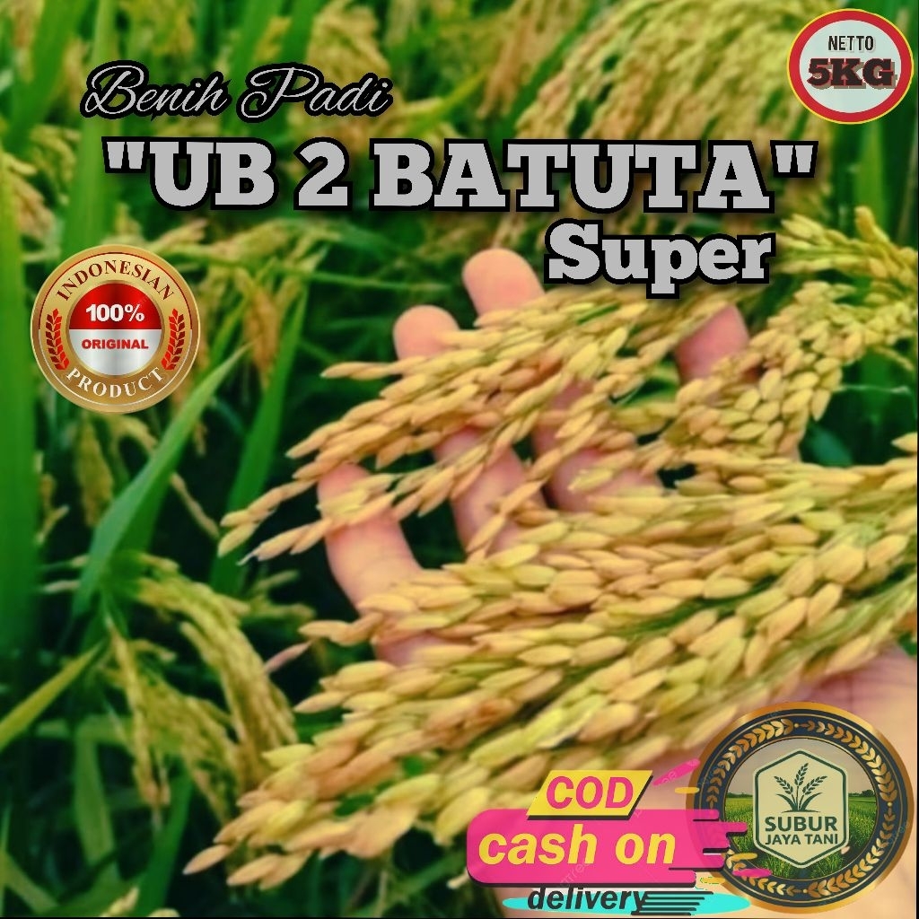 (5KG) Benih Padi UB 2 BATUTA Bibit padi super unggul gabah berkualitas