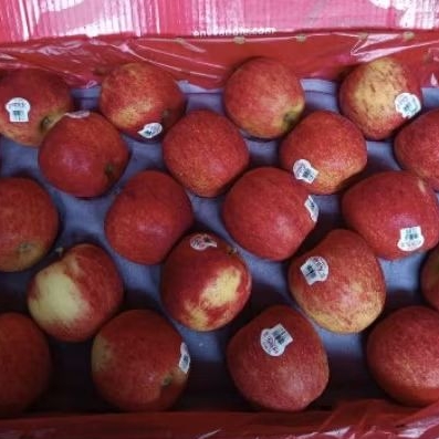 

Buah apel envy manis garing super premium crunchcy apel import 1 kg
