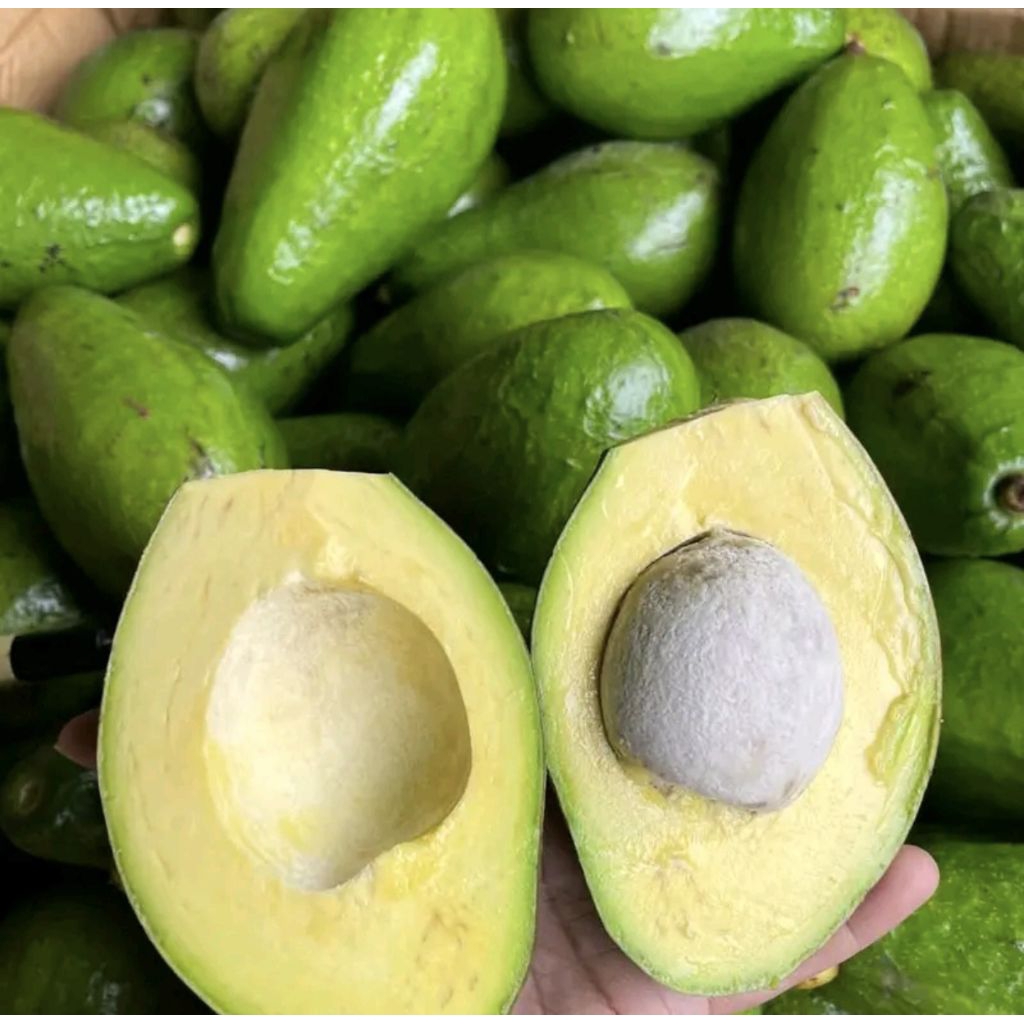 

1 kg Alpukat Mentega Gunung Muria