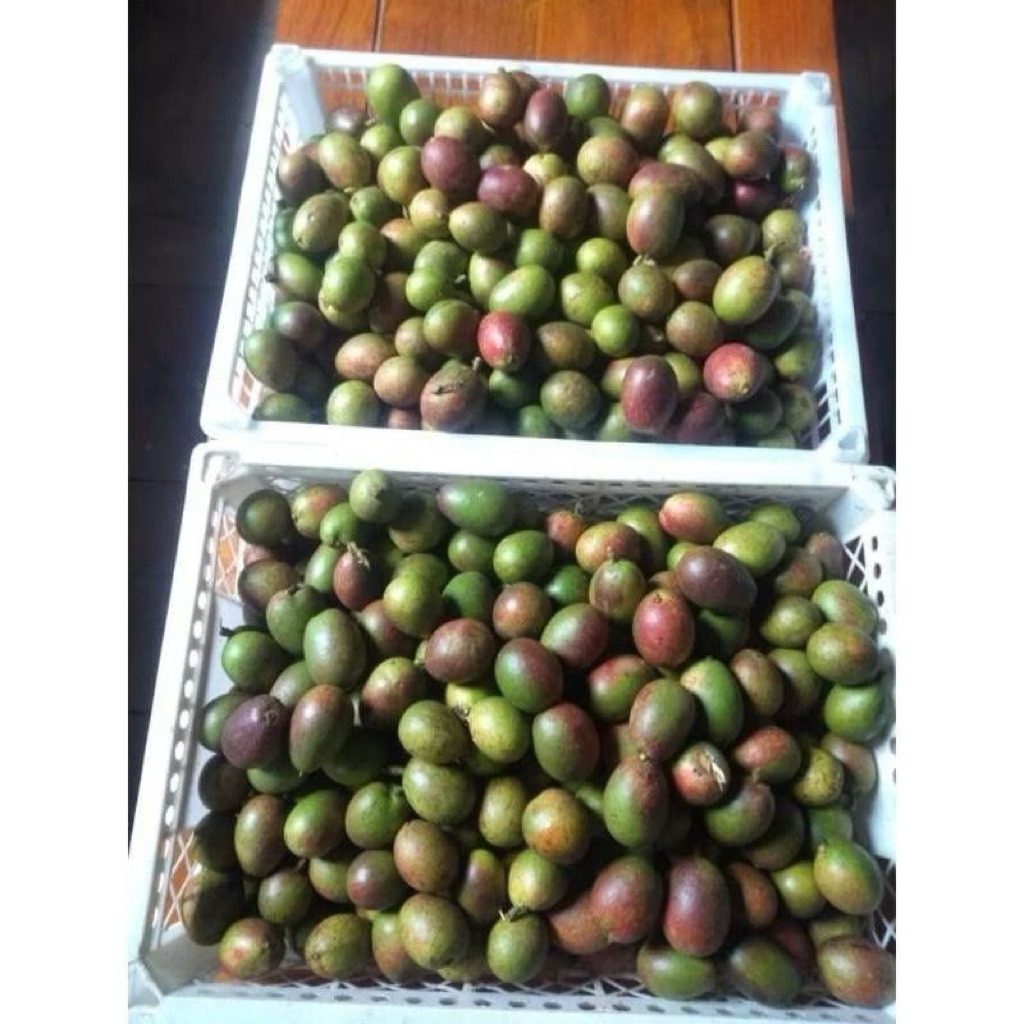 

Buah Matoa Papua | Matoa Yang Memiliki Perpaduan Rasa Yang Segar Dan Manis 1kg