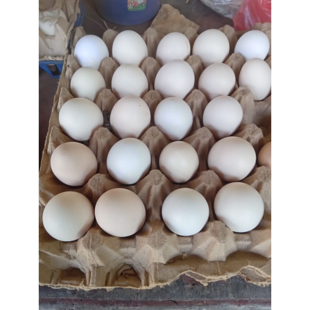 

Telor Ayam kampung bergaransi