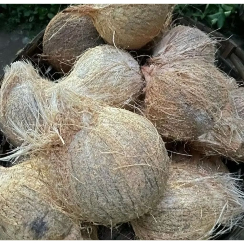 

Jual kelapa tua harga murah isi 1 buah