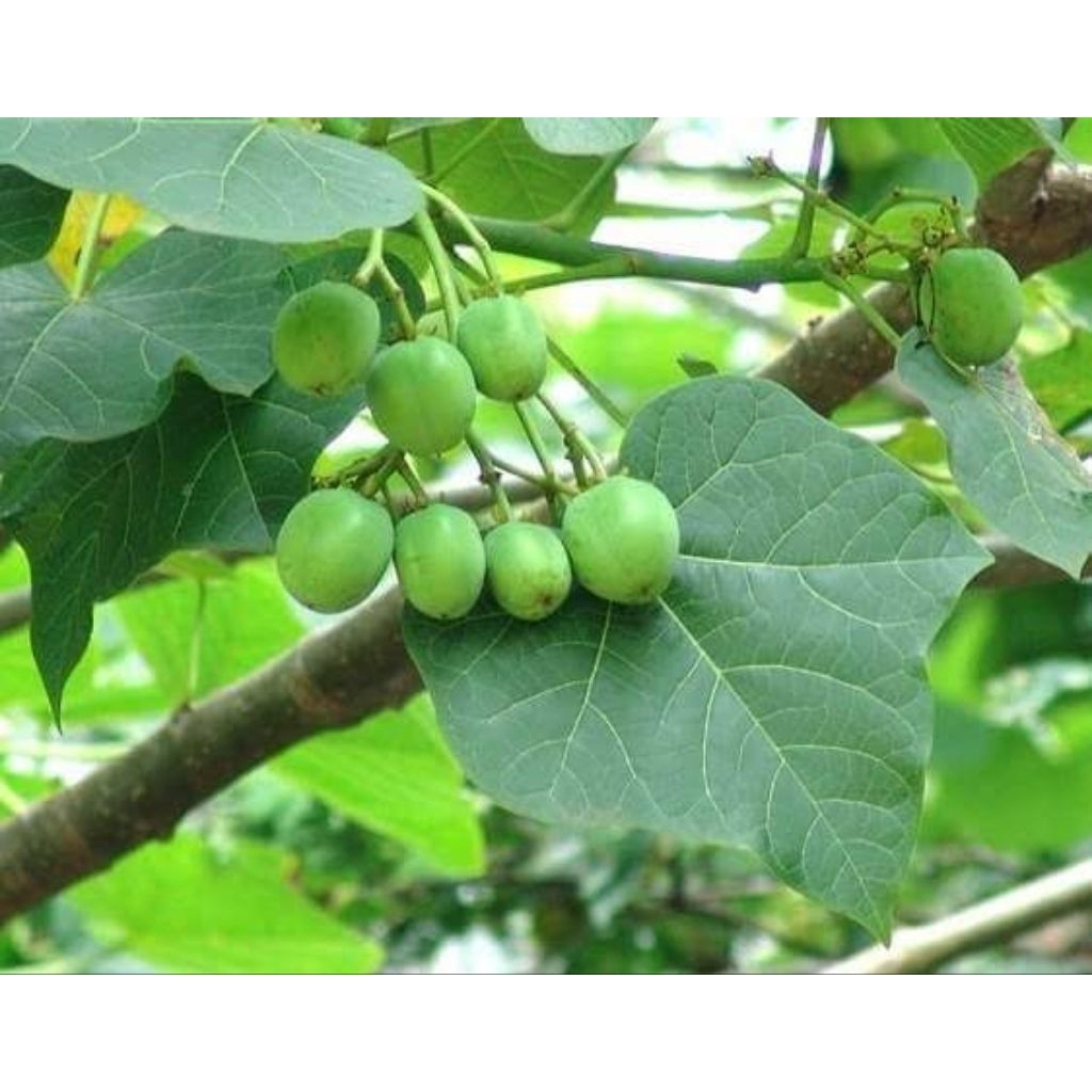 

daun jarak fresh .per 500gram