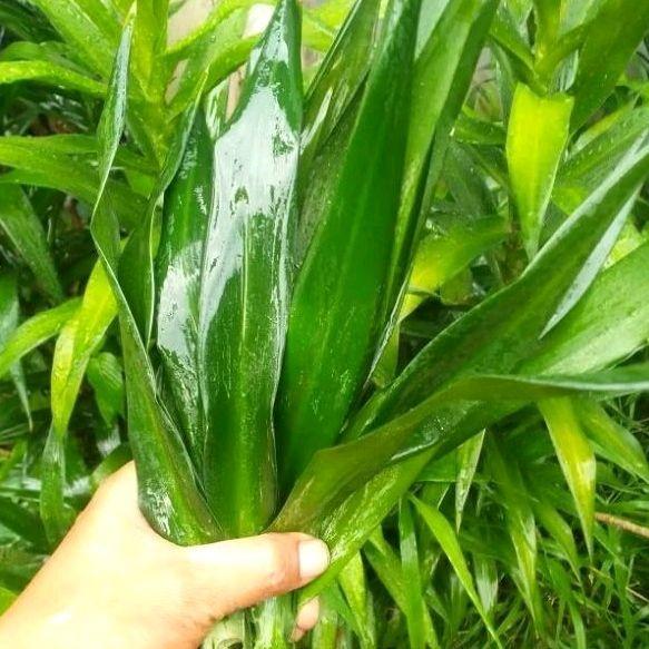 

Daun Suji - pewarna pandan alami