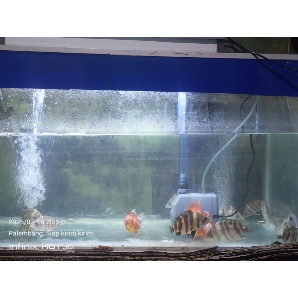 DATZ SUMATERA TIGER FISH 10-11 CM