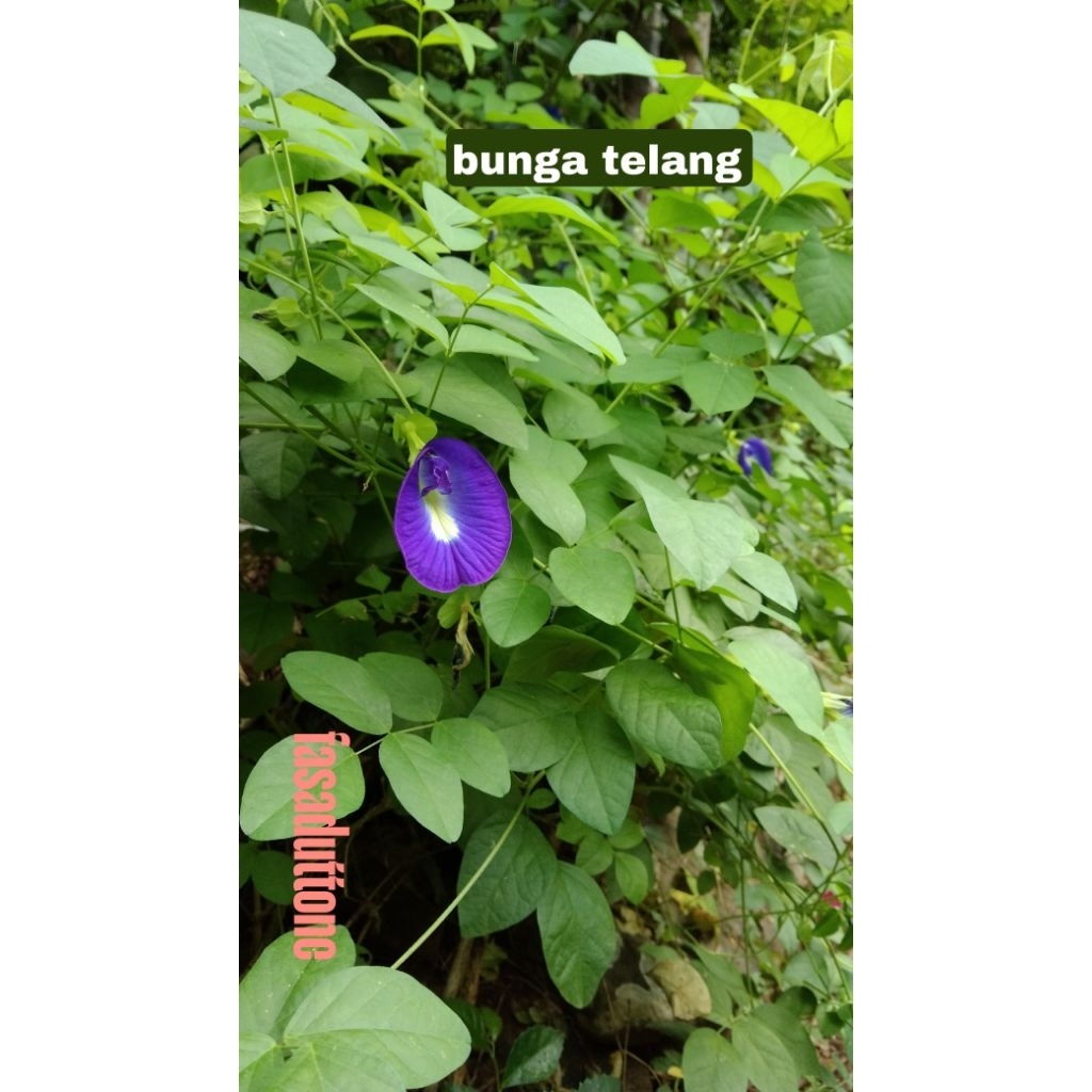 

Bunga telang, herbal alami, sangat sehat, dan bisa diolah untuk berbagai makanan dan minuman