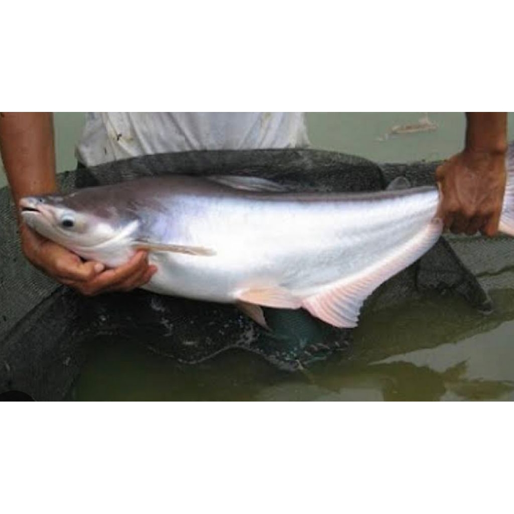 

paket ikan patin segar 10kg isi 8ekoran an pesan sore/malam di kirim pagi