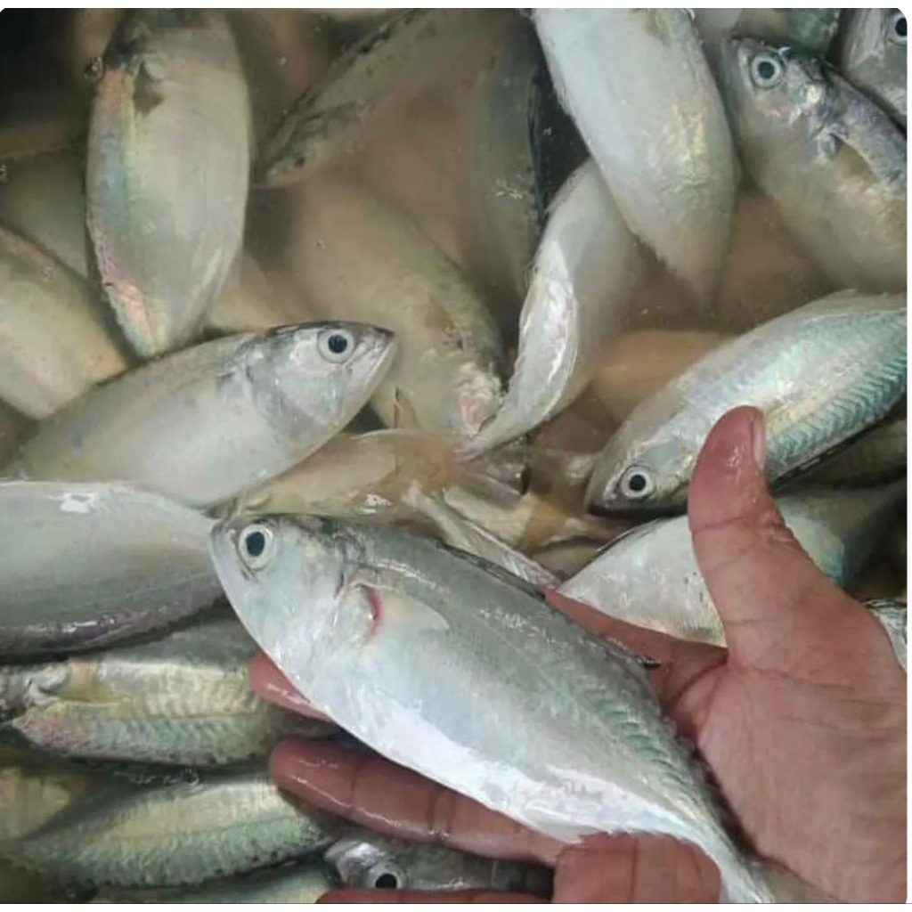 

paket ikan kembung sedang 5kg(1kg isi 6-9) Fress segar pesan sore/malam di kirim pagi