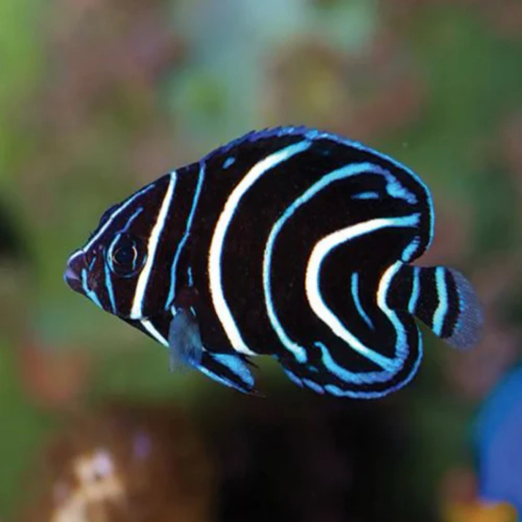 ikan hias angel bluestone angel blustun B air laut