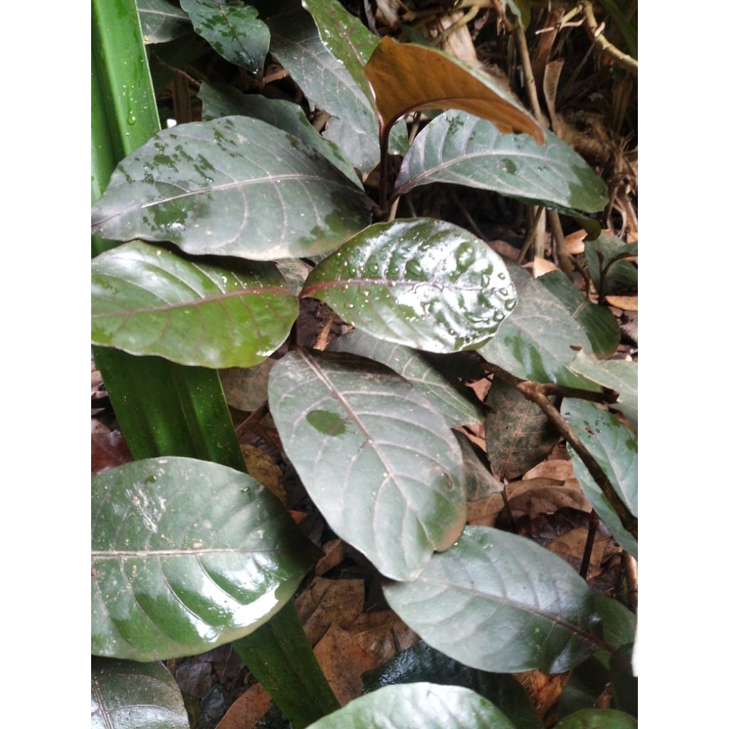 

Daun Ungu Segar 1 lembar/Obat ambeien/dipetik langsung dikebun