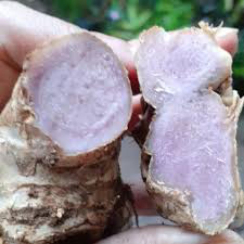 

Bengle Wulung (Bonglai Hitam) – Empon-empon Herbal Premium