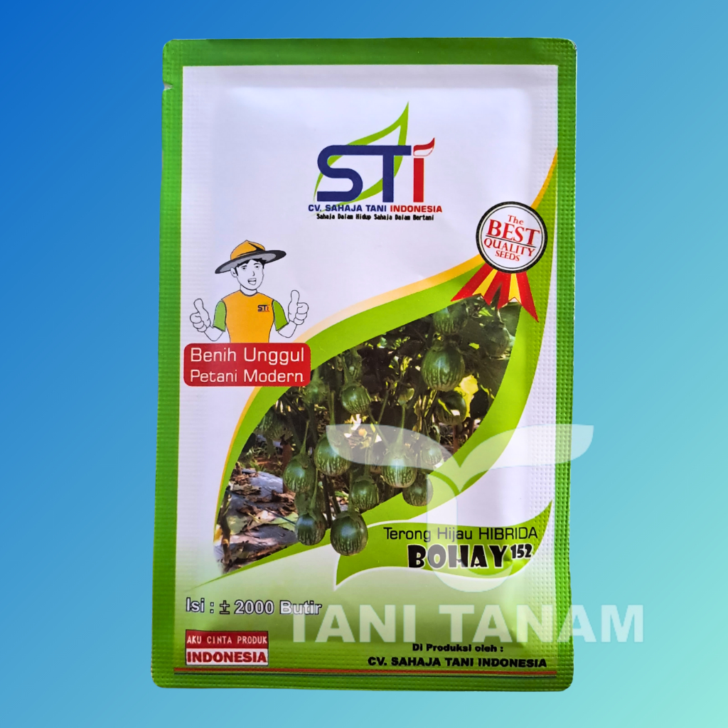 BENIH TERONG BOHAY TERONG BELANDA TERONG LALAP TERONG HIJAU HIBRIDA