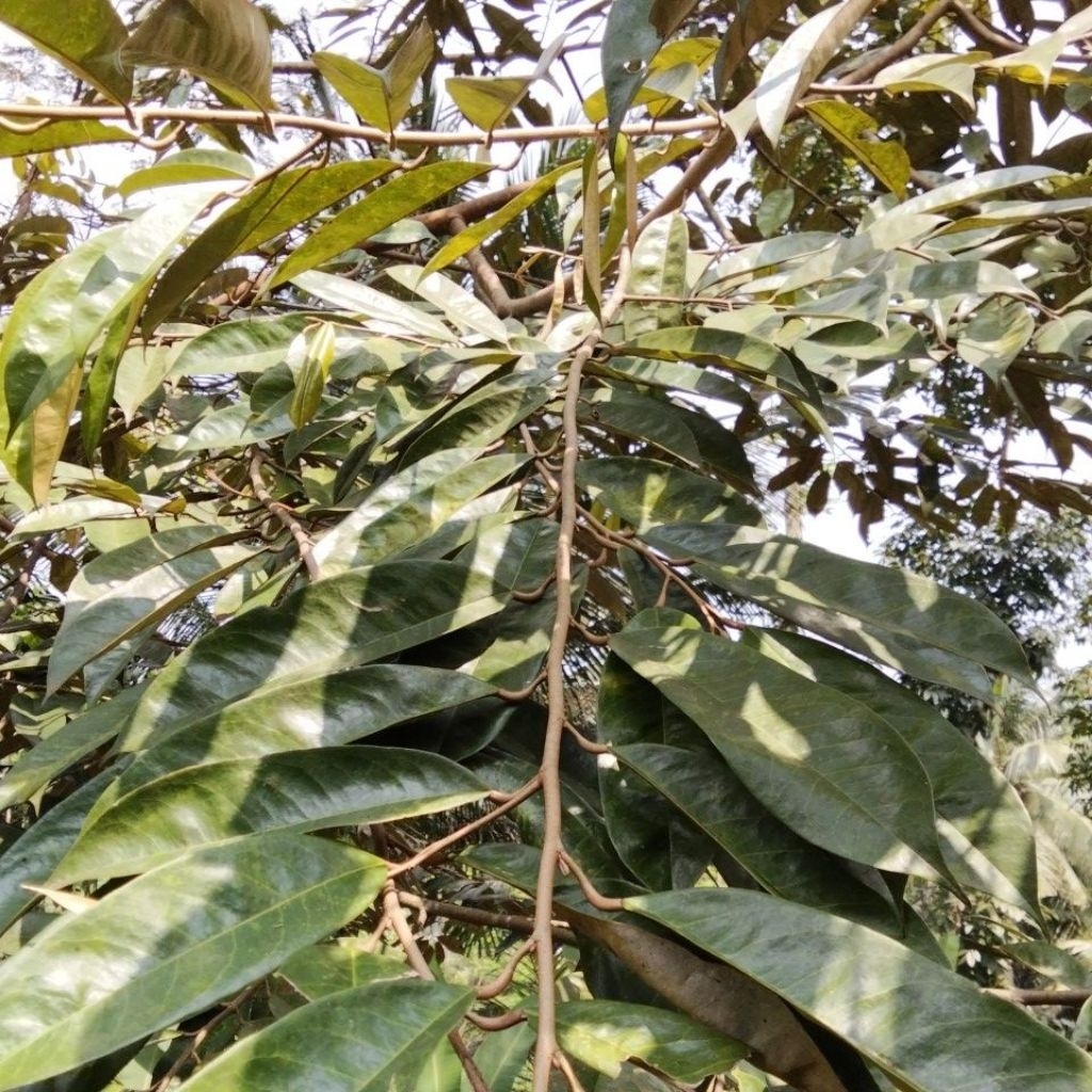 

daun durian segar 100 lembar