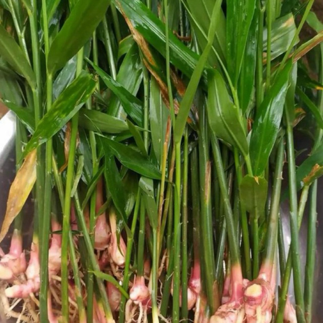 Bibit Jahe Merah Siap Tanam