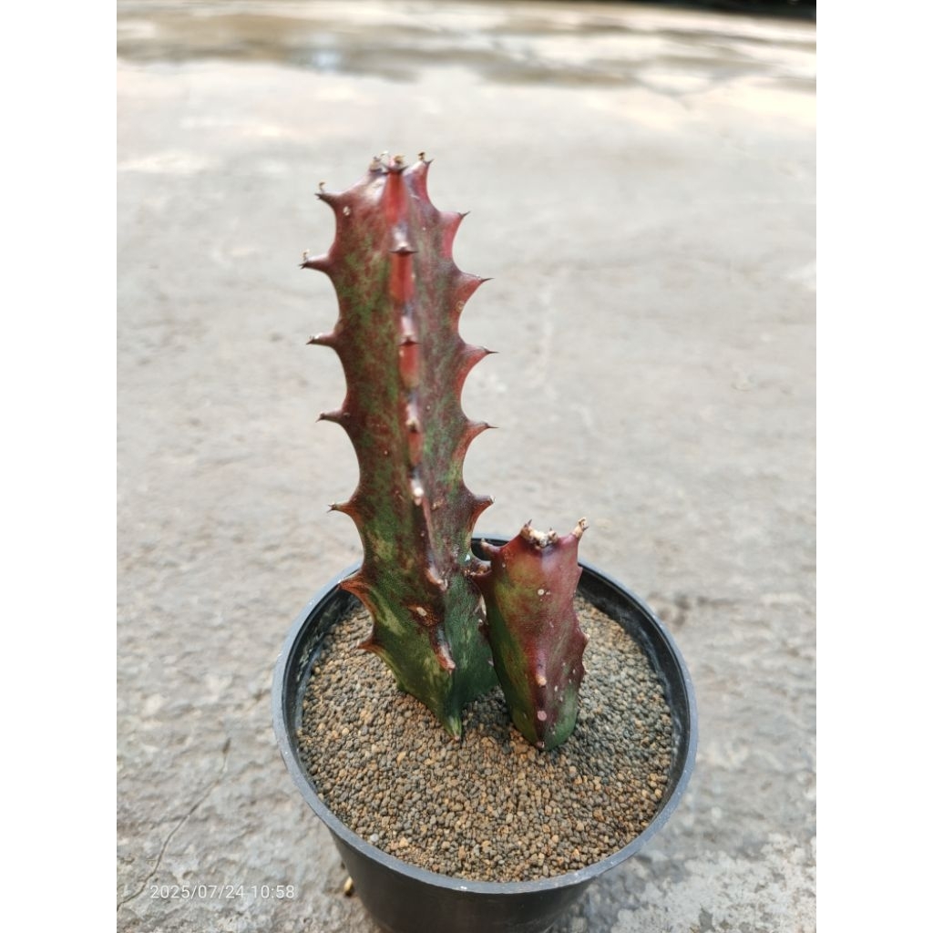 euphorbia red dragon