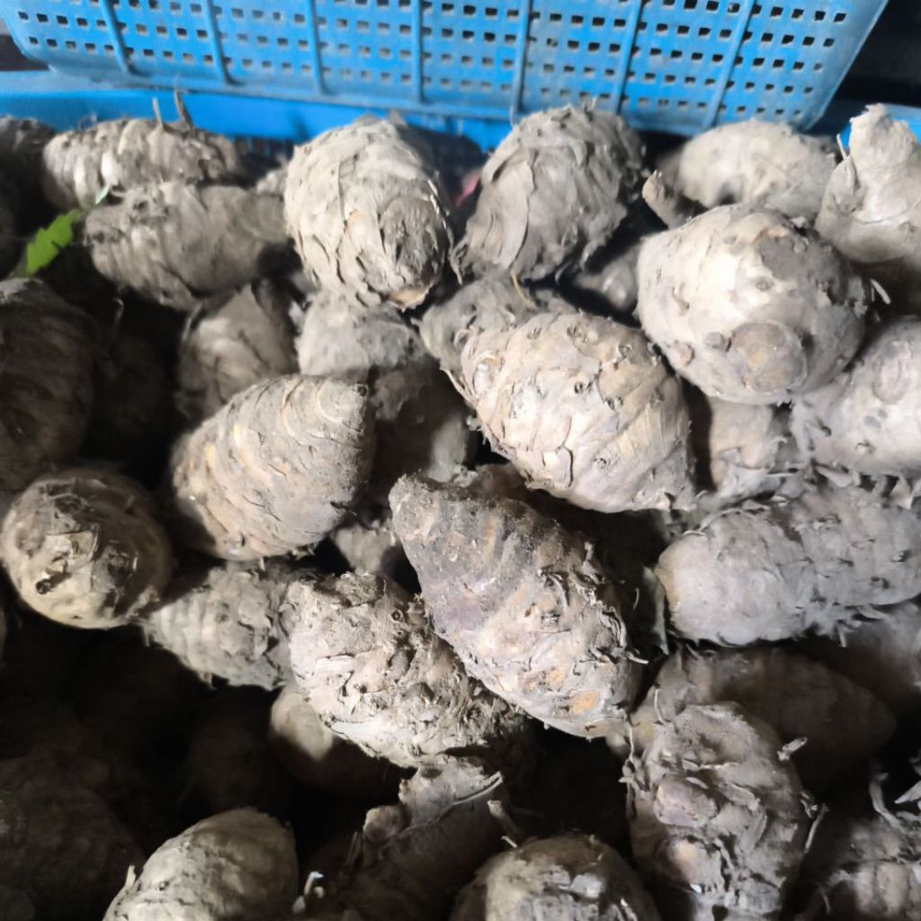 

Induk Kunyit super besar 1kg
