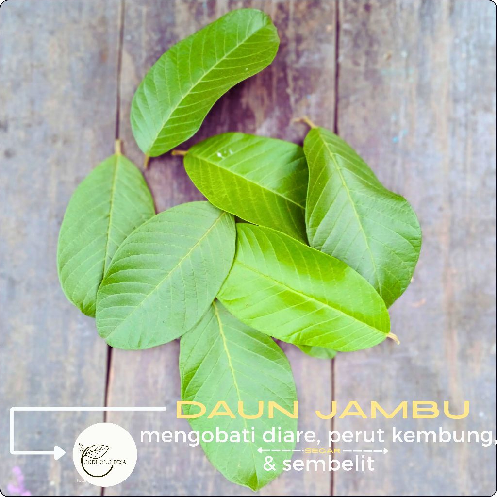 

DAUN JAMBU BIJI [herbal 50 Lembar] rempah segar