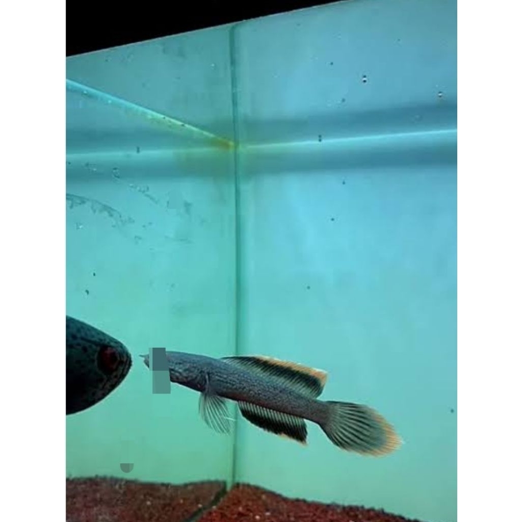 limbata slayer flaring superr premium grade