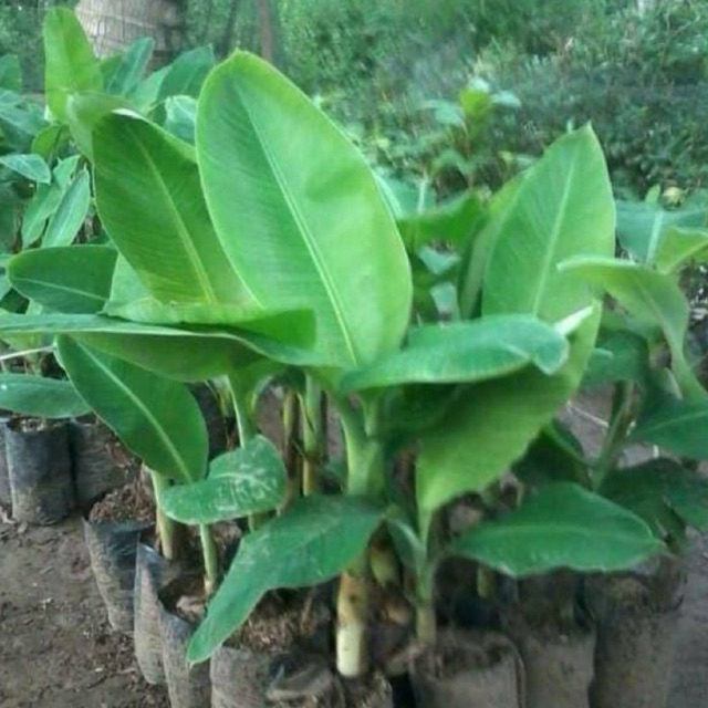 Bibit Pisang Raja Bulu