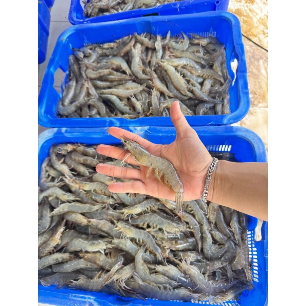 

Udang Shrimp Putih Vaname FRESH size 50 per 1000gr / 1kg