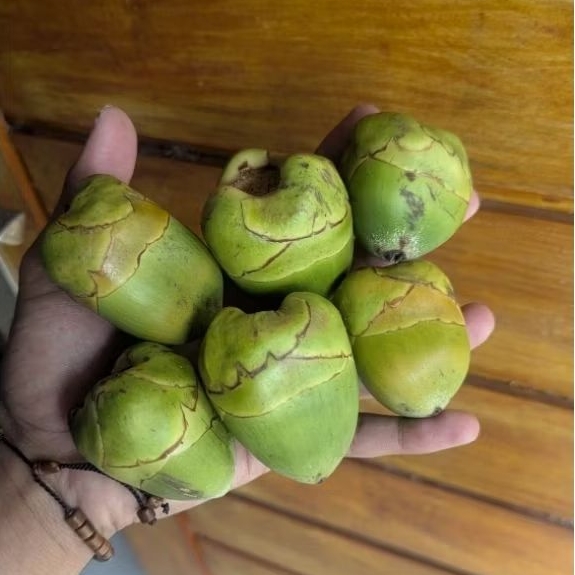 

Beluluk Kelapa Muda Asli segar || tembuluk kelapa kecil 1pcs