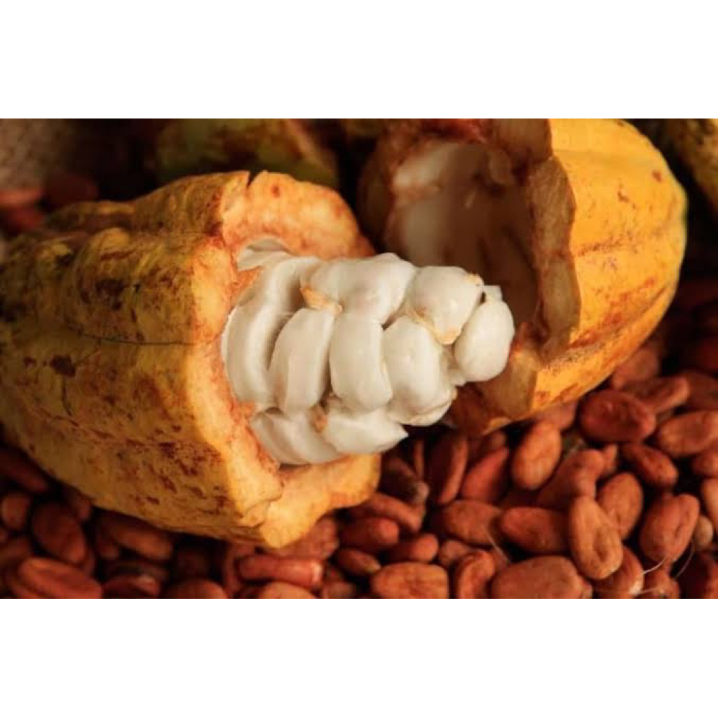 

buah kakao ( buah kopi coklat)