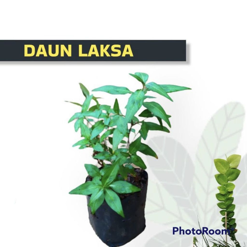 TANAMAN DAUN LAKSA//DAUN KESUM//MINT VIETNAM