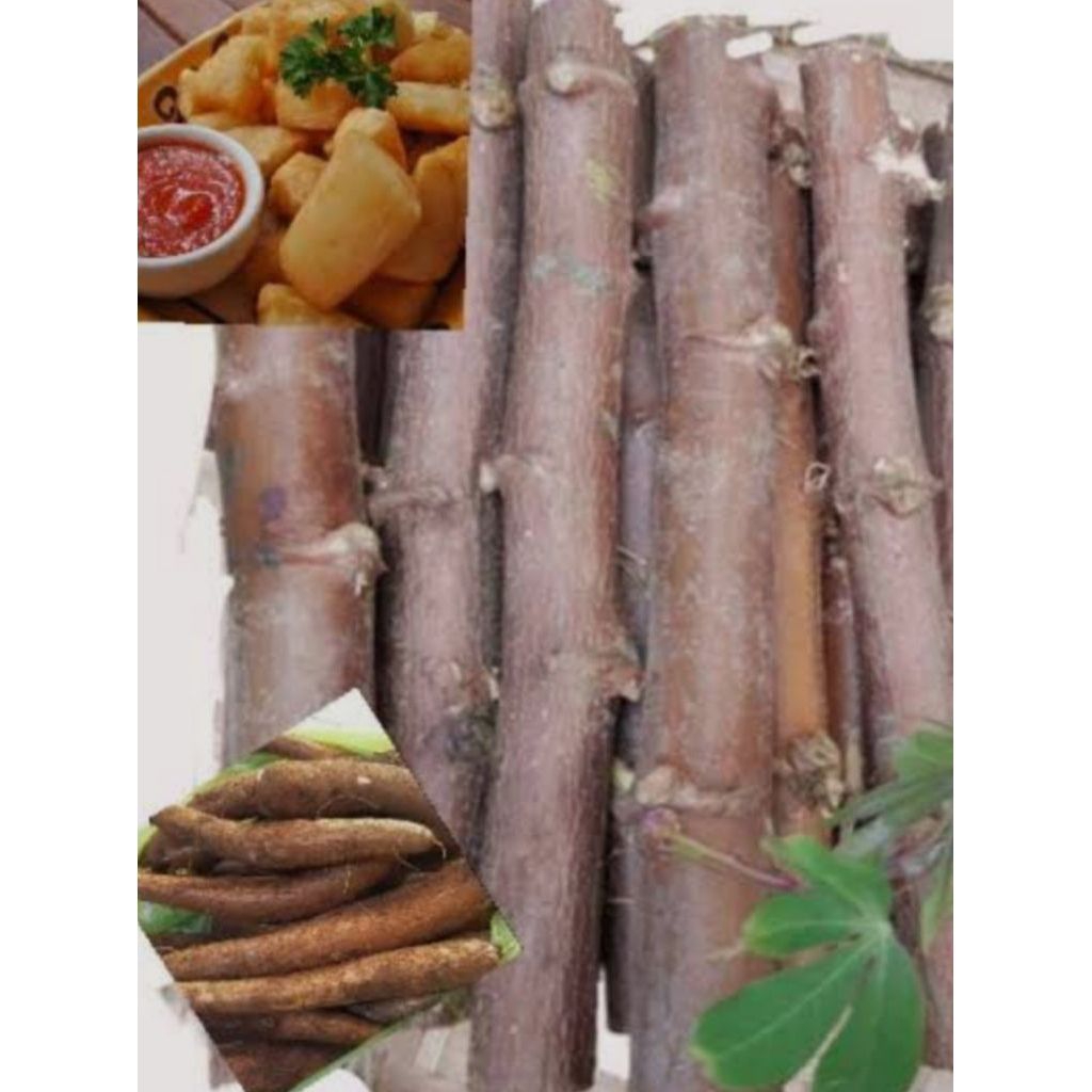 

bibit singkong pulen alias cibbruy