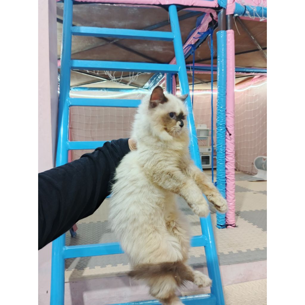 boneka kucing ragdoll betina