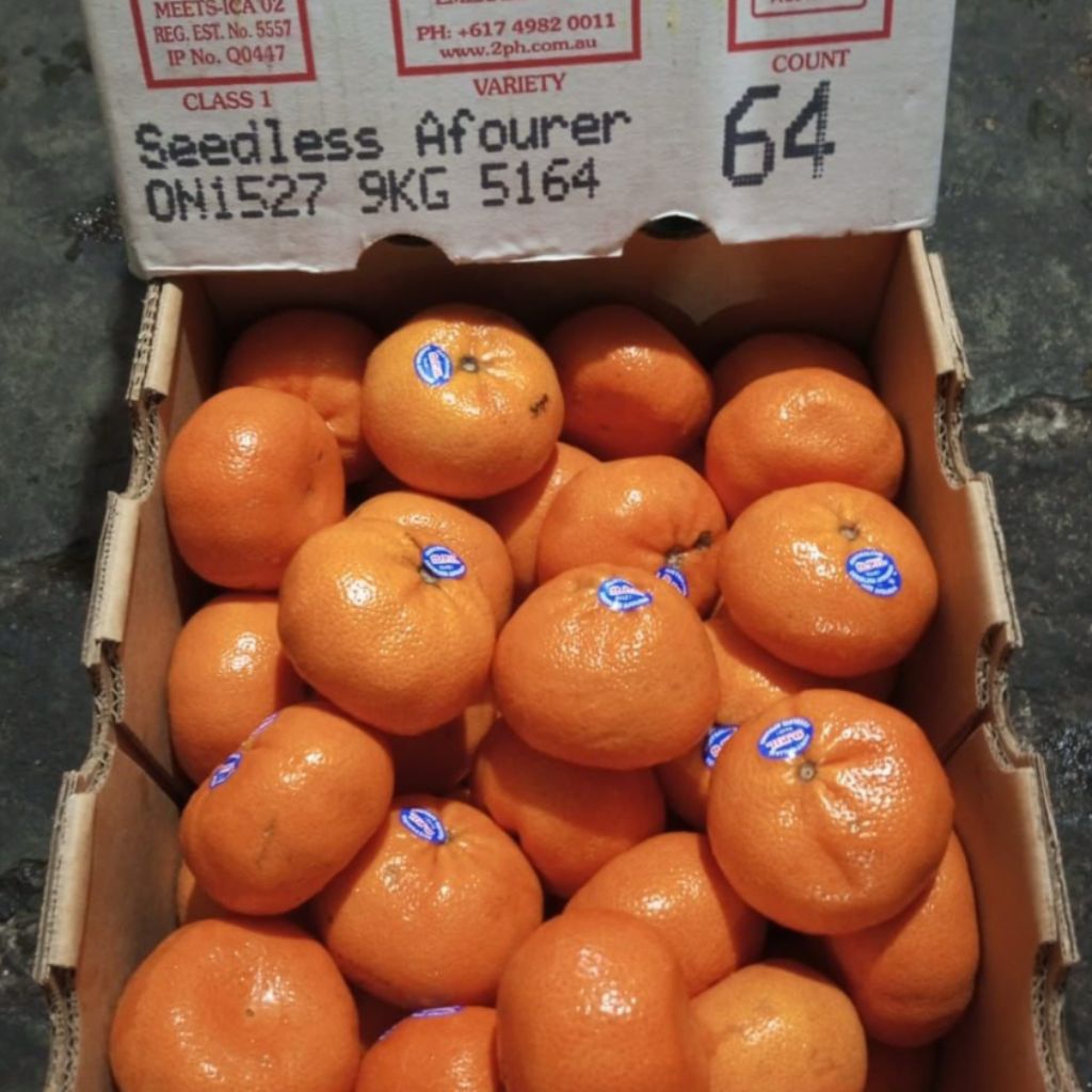 

BUAH JERUK AFOREER SEDLEES IMPORT 1 DUS