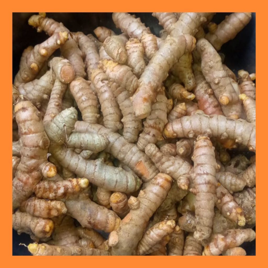 

kunyit koneng tua bahan masakan dan jamu 1kg