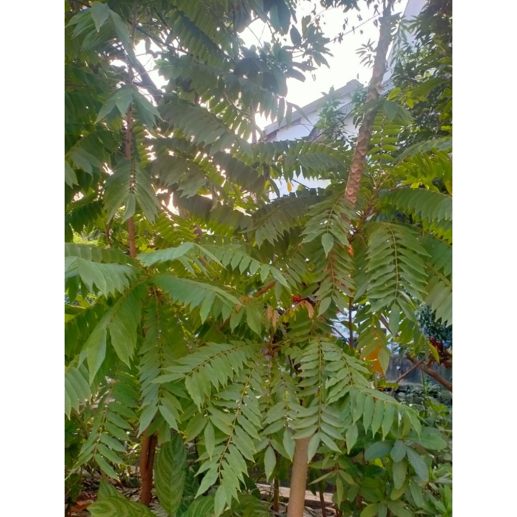 

DAUN BELIMBING WULUH SEGAR BEBAS PESTISIDA ((15 tangkai))