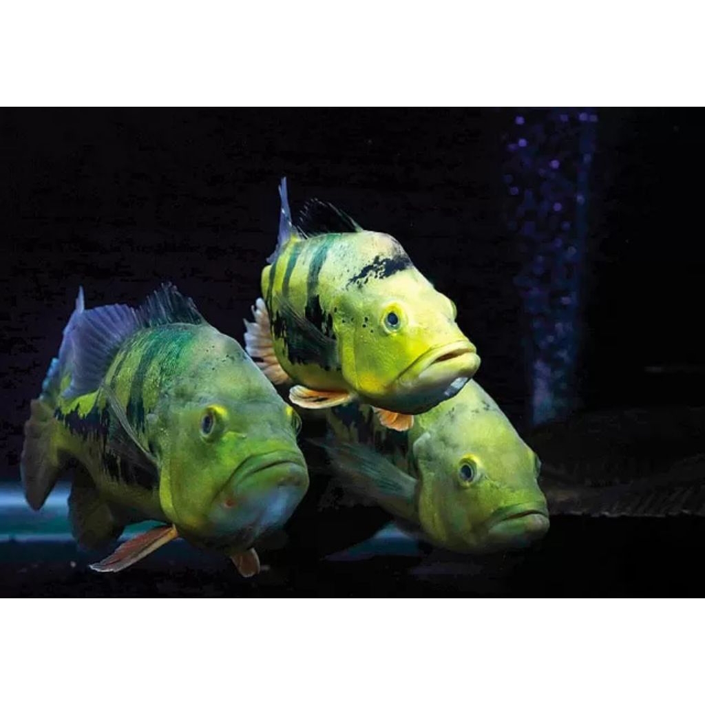 

Kardus Packing Pbass Mono GM Sudah makan Pelet