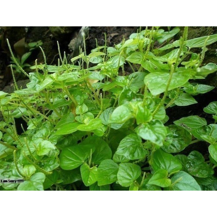 

Daun Sirih Cina Ketumpang / Daun Suruhan Segar, PER 500gram