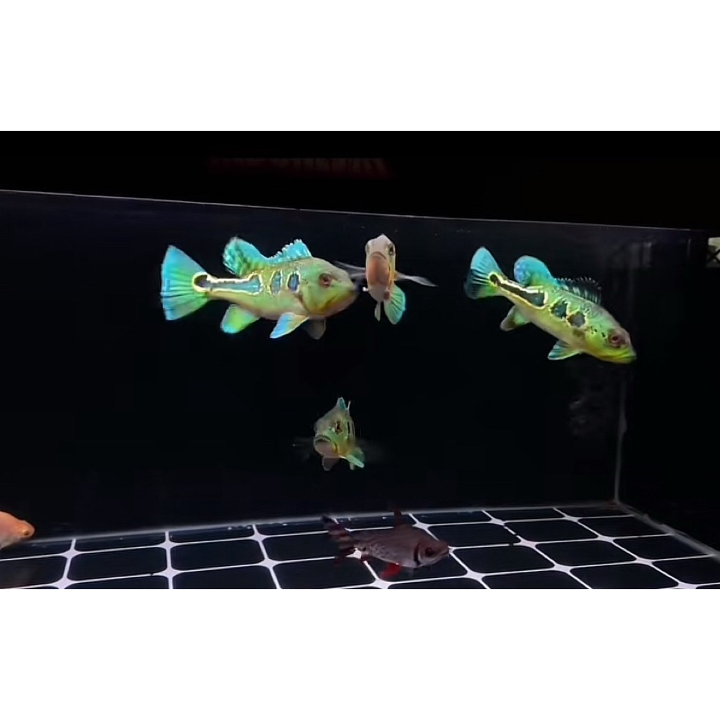 

Kardus isi Orinoco full pelet 7-9 cm