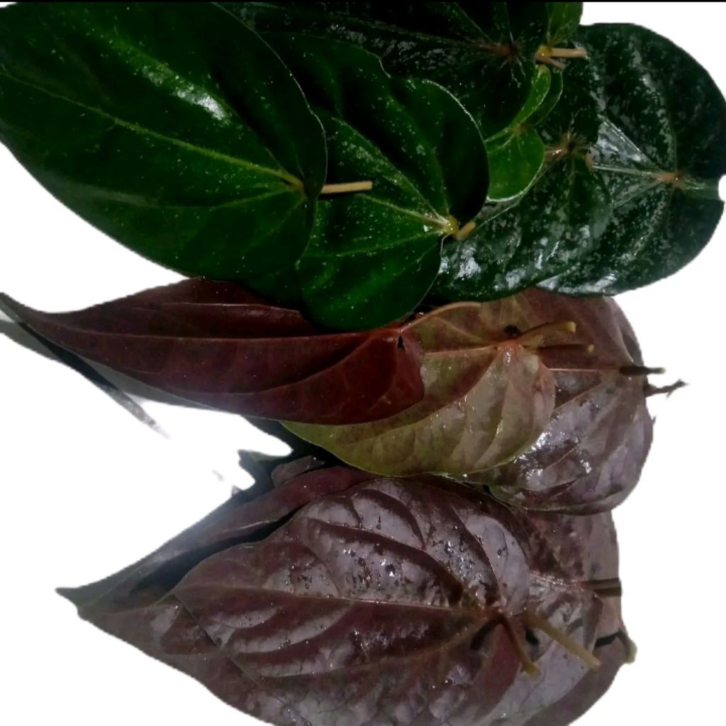 

Daun sirih merah bermanfaat perlembar murah berkualitas