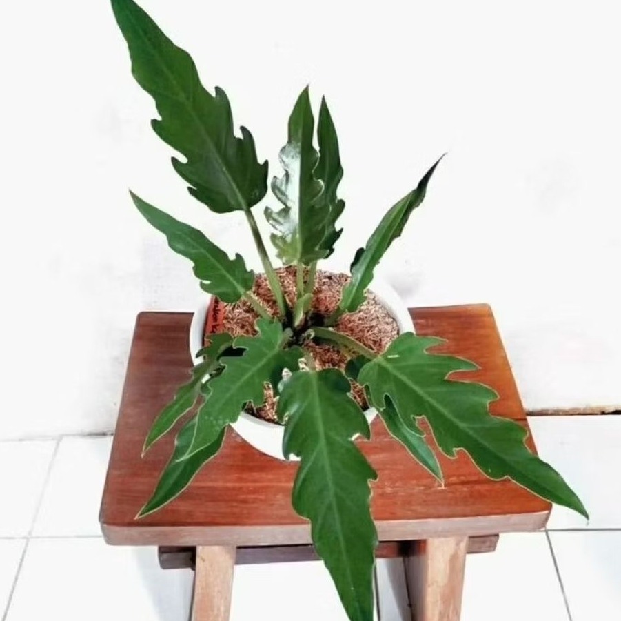 Tanaman Philodendron Keris / Philodendron Kris / Philodendron Gergaji / Philodendron Crocodile / Phi