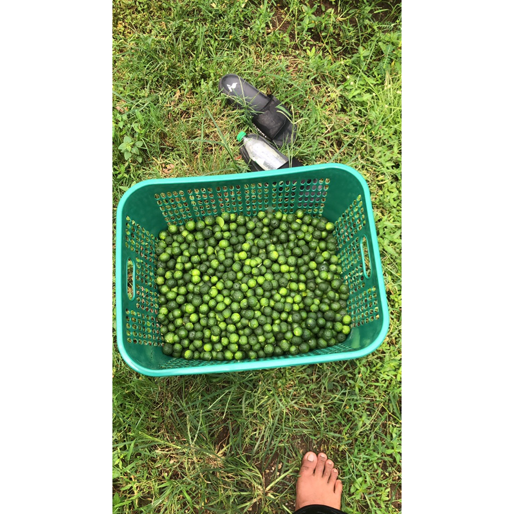 

500gr Jeruk Limau/Jeruk Sambel Ukuran Kecil (Bakso Aci) Fresh Metik Langsung Dari Kebun