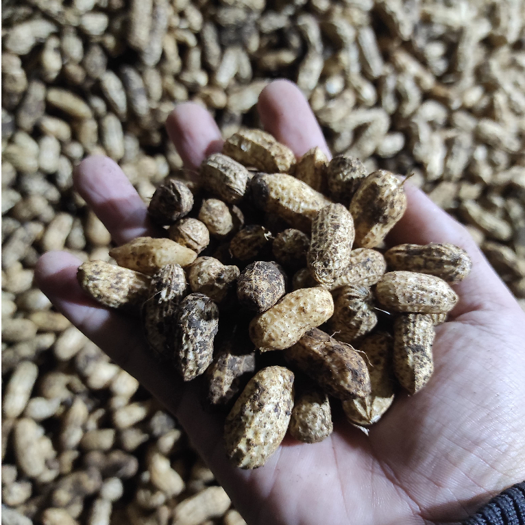 

Kacang Tanah Kulit Mentah / 1 Kg