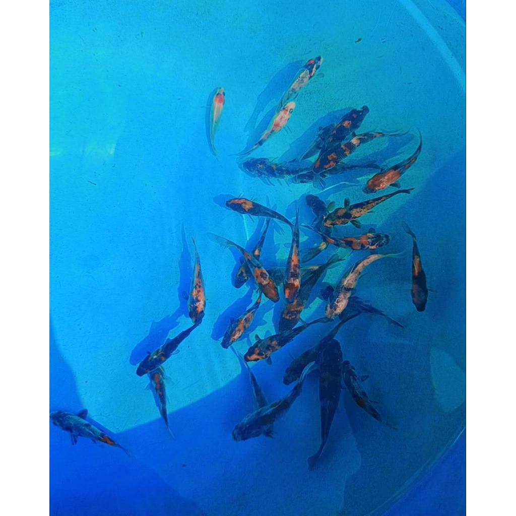 Naruto sowa sanke siro kohaku